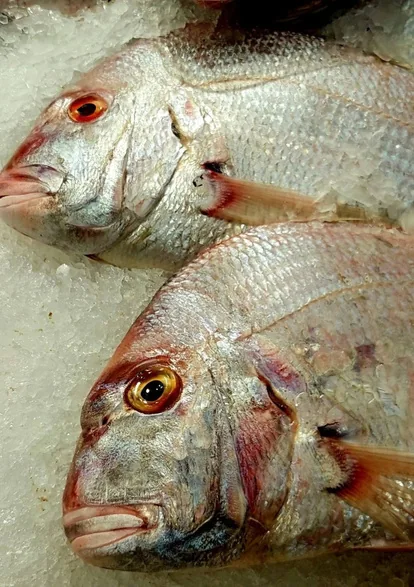 Pargo rojo