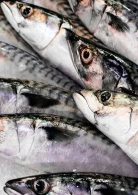 Pescado entero para comercialización